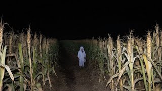 3 Creepy TRUE Cornfield Horror Stories V2 [upl. by Styles]