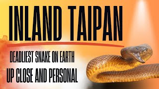 Inland Taipan  Up Close amp Personal wildlife nature animals shorts inlandtaipan [upl. by Preston]