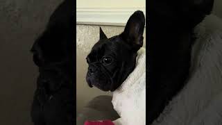 Crybaby…Frenchie wants to go outside with Papa [upl. by Lienet]