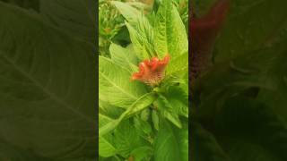 Velvet flowers flowering start winter flowering plants plant lovers🥰🥰🥰🥰trendingshorts viralshort [upl. by Najib]