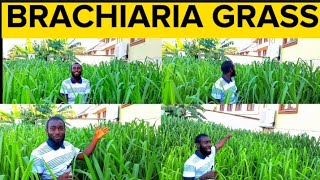 7 Weeks Updates After Transplant of Brachiaria Grass  Mulato Grass [upl. by Ragg]