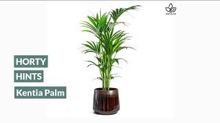 Howea Kentia Palm Houseplant Care Tips [upl. by Puiia440]