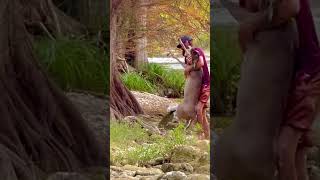 Part 2 ⚡️Man saves drowning deer in san antonio River Texas wildlife gone wild 💥 [upl. by Eliott]