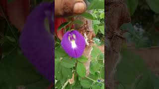 Apamarg ka paudha vastughee plants farmer gardening astrology hamaradharm vastutips vastu [upl. by Marou]