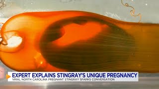 Expert explains North Carolina stingrays unique pregnancy [upl. by Wj]