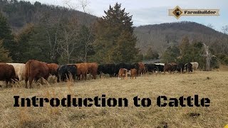 Introduction to cattle [upl. by Nnyleimaj]