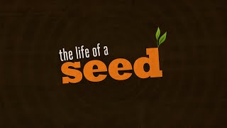 The Life of a Seed  November 10 2024 [upl. by Lyford762]