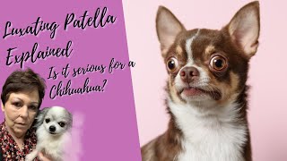 Luxating Patella In Chihuahuas Explained [upl. by Shepley]