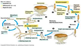 Ascomycota sac fungi [upl. by Onirefes106]