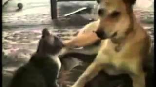 vídeo de risa de perros y gatos [upl. by Okomom]