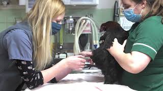 Pennard Vets  Employee Owned Trust update [upl. by Felicia83]