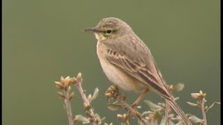 Pipit rousseline  Tawny Pipit  Brachpieper  Anthus campestris [upl. by Arrim96]