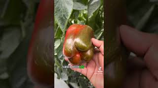 Russeting o cracking en el cultivo de Pimiento [upl. by Aivul992]