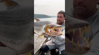 Tiger fish shorts science [upl. by Iahs]