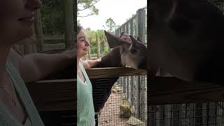 Meet George the Okapi [upl. by Cooperstein22]