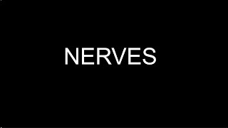 Lesson 3 nerves [upl. by Uriah]