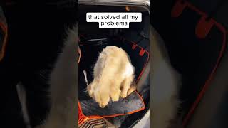 dont miss this pet car seat cover at mixoonnet now car pets backseat cover dog [upl. by Gustavo91]