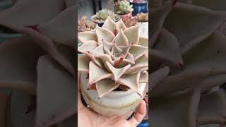 Echeveria Madiba tipping out some rain water 💧 springgarden plants garden gardening plantas [upl. by Akinas]