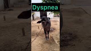 Dyspnea in buffalo l dr Umar khan [upl. by Nidraj595]