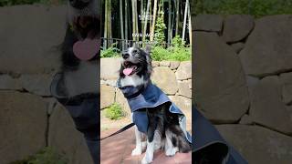 マンダリンブラザーズ RAIN JACKET レインジャケット マンダリンブラザーズ 犬のいる暮らし 犬のいる生活 [upl. by Enetsuj]