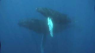 Beautiful whale song Bermuda Part 2 [upl. by Bowyer]