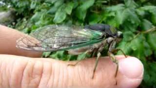 Cicada calling on my hand 3 [upl. by Yeblehs688]