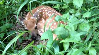 My Baby deer in my yard when I was cutting my lawn [upl. by Anirda]