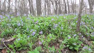 Bluebells Along Bull Run [upl. by Hsilgne]