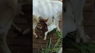 Farm Visit  2 Boer goats feeding while the 3rd plays [upl. by Adok728]