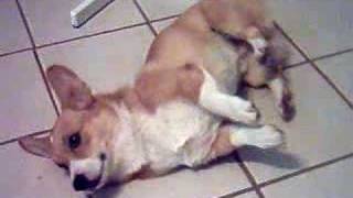 Welsh Corgi Poor Kirby Having Seizures 2 [upl. by Tayib]