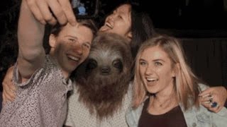 Stoner sloth Australia antimarijuana campaign criticised [upl. by Netneuq]