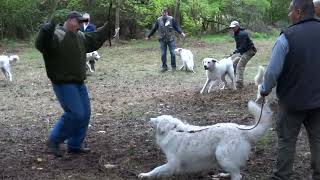 Falkateszt  Gyémánt Kuvasz Kupa IV [upl. by O'Mahony]