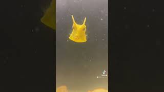 Moooo Longhorn Cowfish  Salty Underground [upl. by Ailemak]