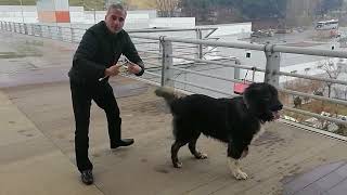 Caucasian shepherd dog кавказская овчарка подготовка к выставке Qafqaz çoban kopeqi ovcarkasi [upl. by Ariik]