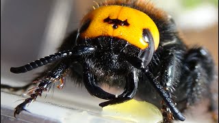 Incredible Insects Awesome Wasps Fabulous Bumblebees Parasitoids Tremendous Beetles Butterflies [upl. by Balthazar]