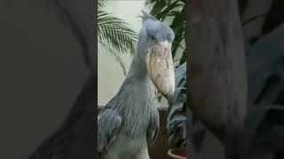 Shoebill stork performing a mating call 😳 [upl. by Dronski]