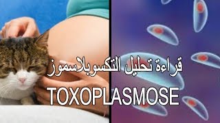 داء القطط وخطورته على المراة الحامل toxoplasmose [upl. by Rofotsirk980]