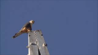 Back from the Brink Chihuahuas Aplomado Falcon [upl. by Vincentia168]