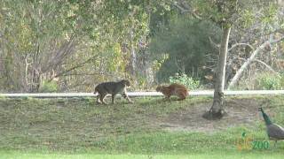 Wild bobcats in Irvine Regional Park [upl. by Haididej]