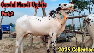 Gondal mandi updatesafdartv Collection 2024Domail Update [upl. by Isabeau]