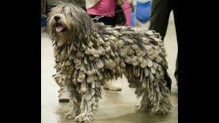 BERGAN MASCO SHEEP DOGDiscover the Bergamasco Sheep Dog The Unique Italian Herding Breed [upl. by Roots]