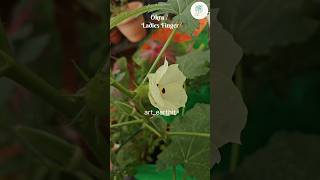 Growing an Okra plant is so easy garden okra terracegarden vegetablegarden [upl. by Teddi]