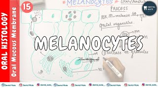 Melanocytes  Nonkeratinocytes  OMM  Dr Paridhi Agrawal [upl. by Belak]