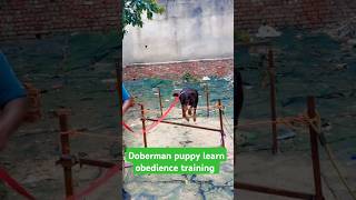 Doberman puppy learn obedience training session 368 shorts [upl. by Matuag]