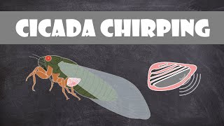 How do cicadas make noise  Entomology [upl. by Nivaj]