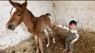 ولادة سمحه 😍🐎توقعاتكم وش سمينا المهر⁉️ [upl. by Bindman430]