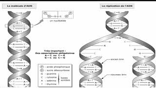 سهل وممتع Les éléments nécessaires pour la réplication dADN [upl. by Aible]