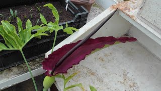 Dracunculus vulgaris dragon arum flowering [upl. by Felicidad]