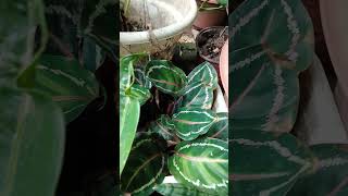 Calathea Varieties Prayer Plant natureindoorplants houseplant [upl. by Ahsat]