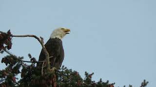 101824 Bald Eagle Calling Kent Wa1439163 [upl. by Saidel316]